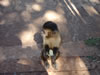 Monkeys in Brazil